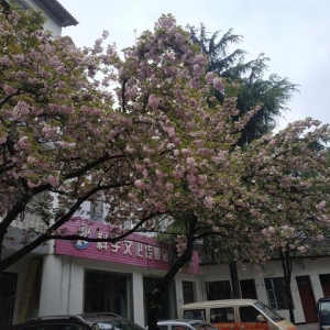 hV湫˾I(y)(sh)F(xin)ƷƂĉ(mng)(ƷƂƽQ)